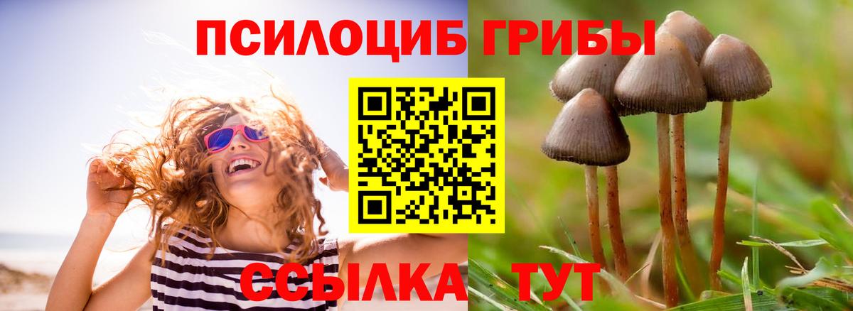 Псилоцибиновые грибы Psilocybe Железногорск
